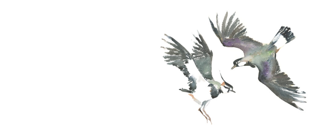 Illustration by Jackie Morris from The Book of Birds