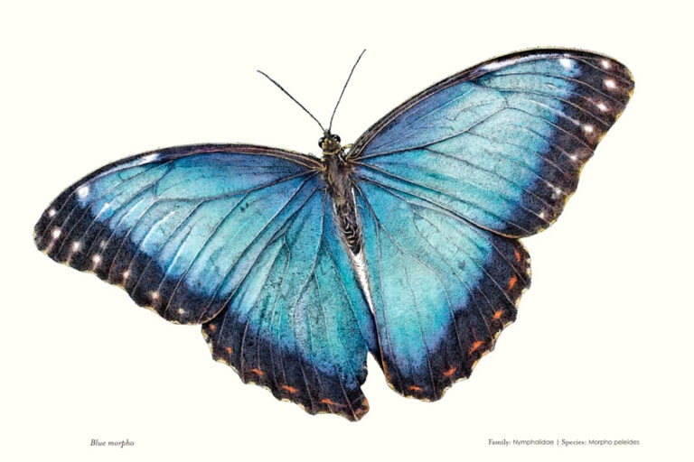 A picture of a butterfly illustration from Ben Rothery's book Sensational Butterflies