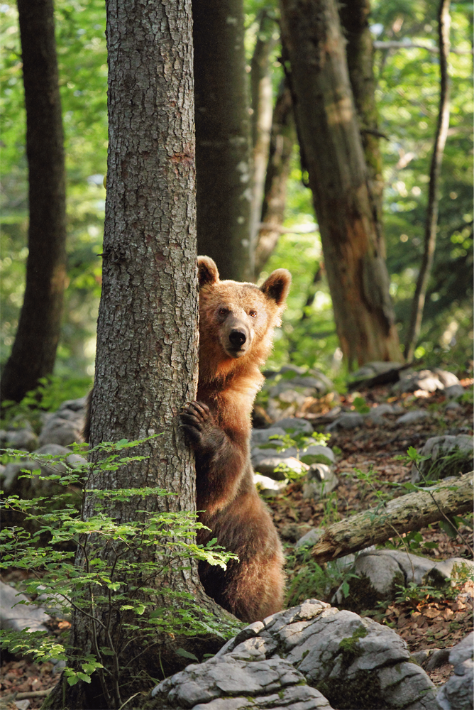 Brown bear behind tree