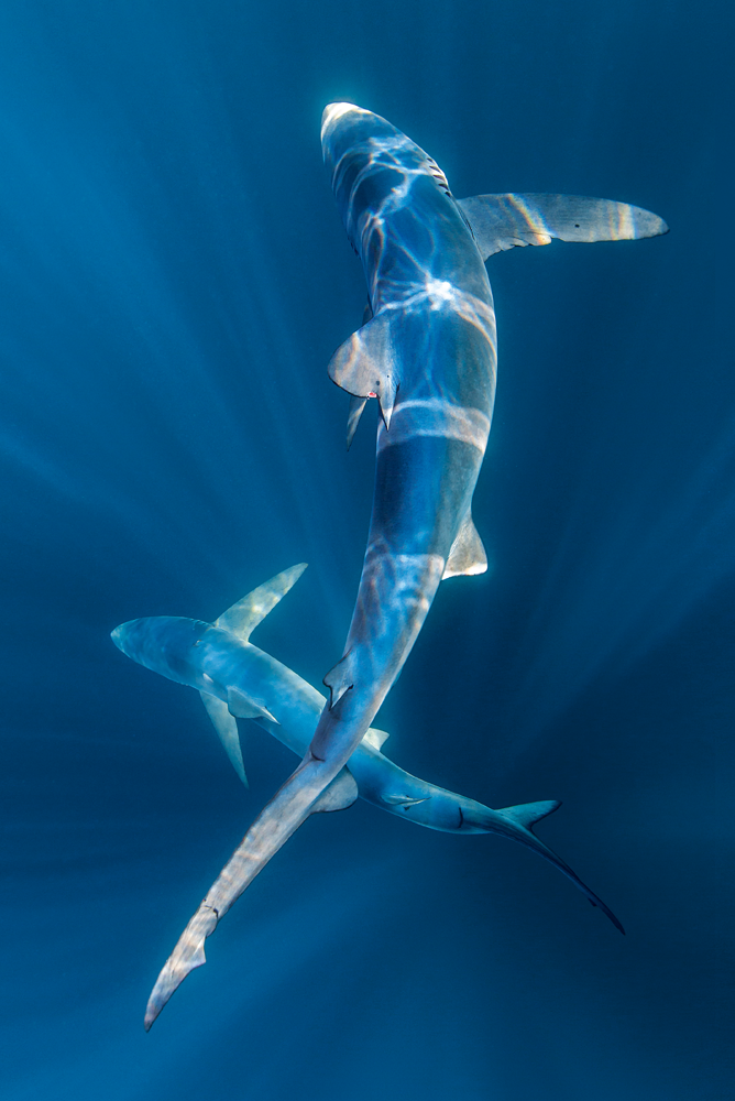 Two blue sharks
