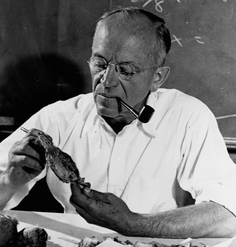 Environmentalist Aldo Leopold examines a dead bird. Image: Library of Congress/Corbis/VCG via Getty Images