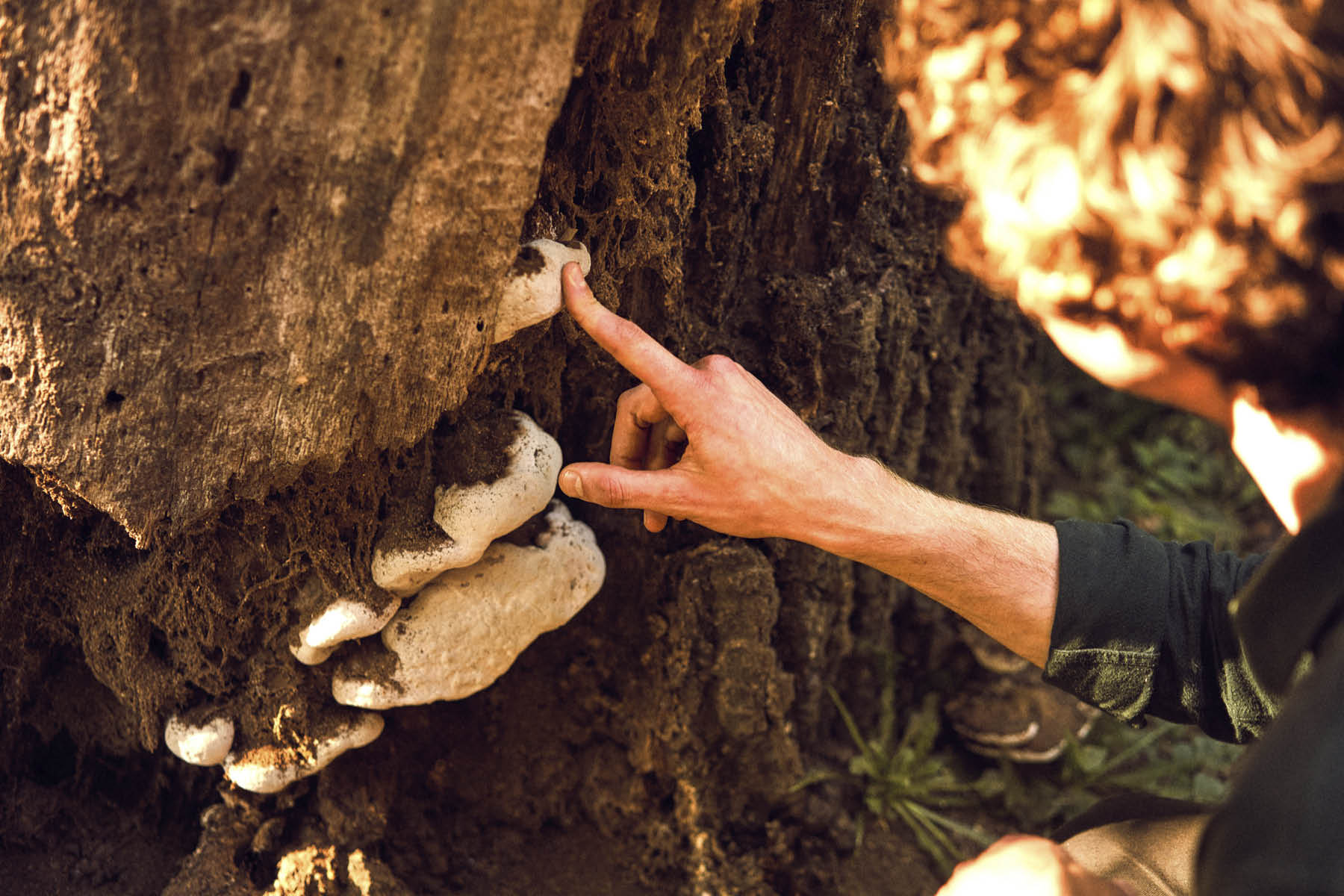 A photograph of Merlin Sheldrake pointing at a mushroom
