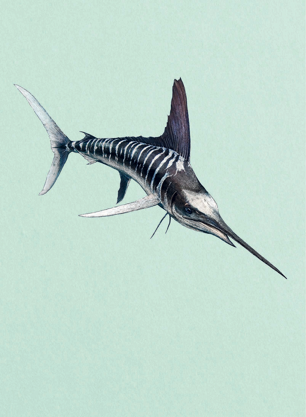 Striped marlin by Ben Rothery in Water World