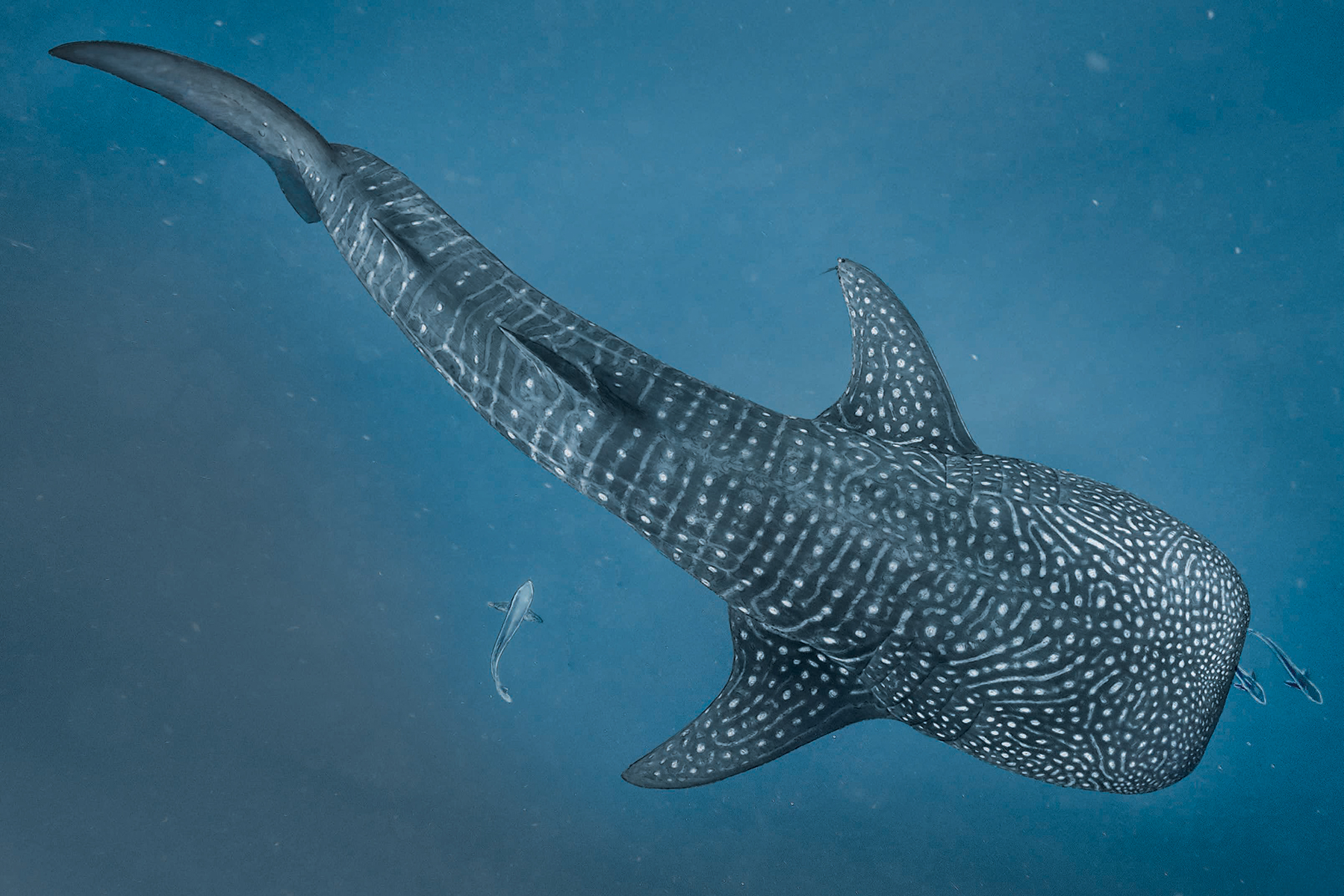 Whale shark by Ben Rothery in Water World