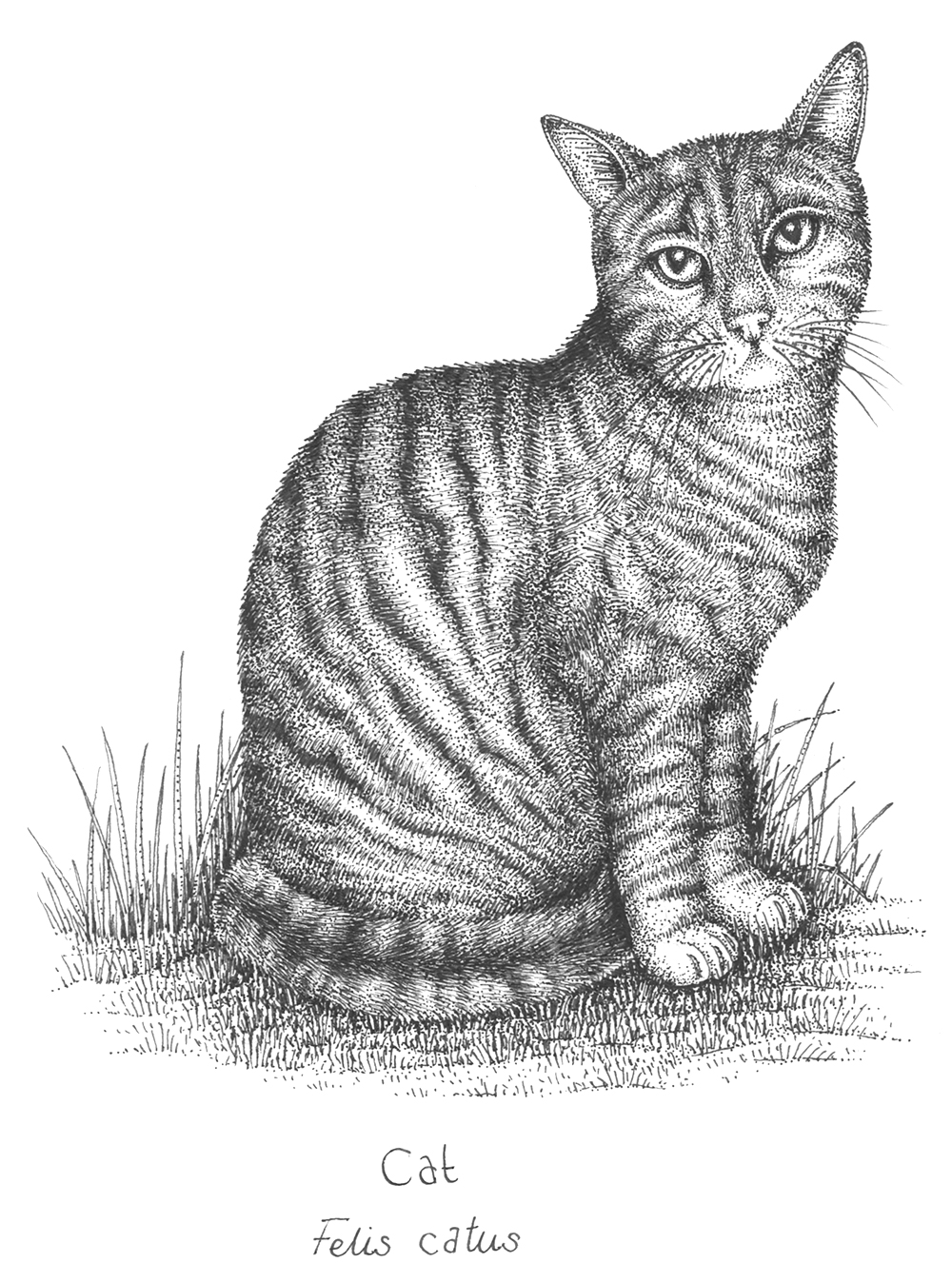 An intricate illustration of a tabby cat from the book 30 Animals That Made Us Smarter 