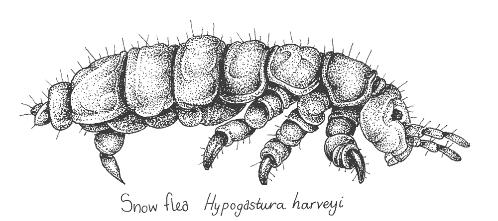 An intricate illustration of a snow flea from the book 30 Animals That Made Us Smarter 