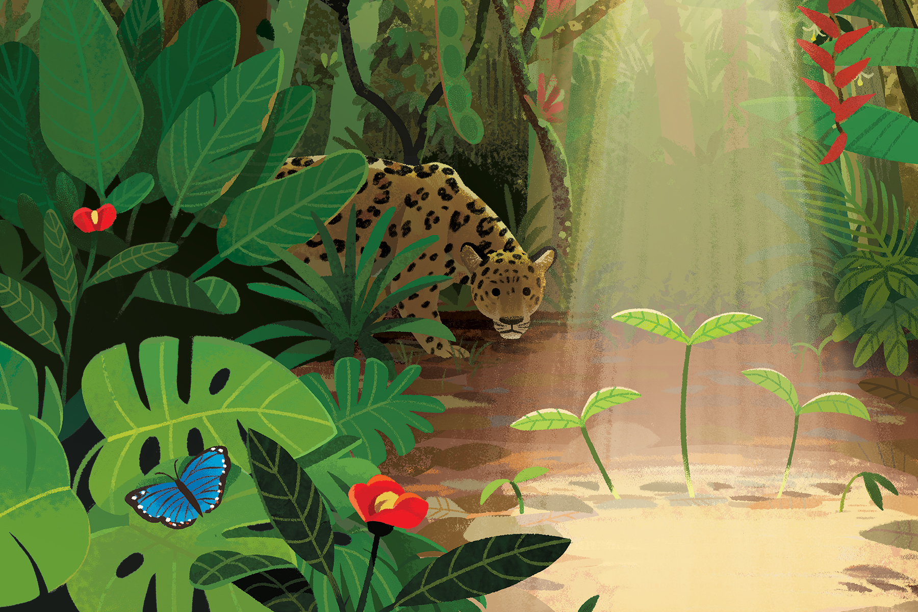 An illustration by Kim Smith for The Green Planet. It shows three small plants growing in the sunlight in the jungle and behind them a leopard lurks in the background