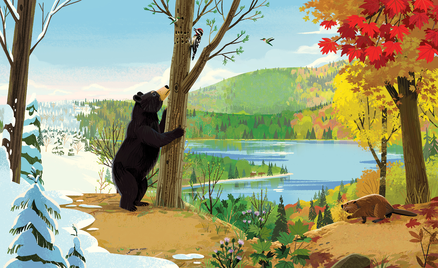 An illustration by Kim Smith from The Green Planet. It shows North America as the seasons change from winter to spring, and there is a black bear trying to get sap from a maple tree