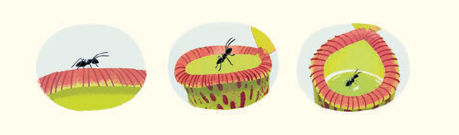 An illustration by Kim Smith from The Green Planet. It shows the pitcher plant and an ant falling into its trap